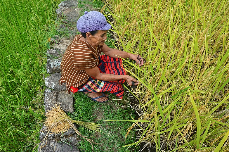 a farmer in a rice field