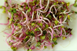 sprouts