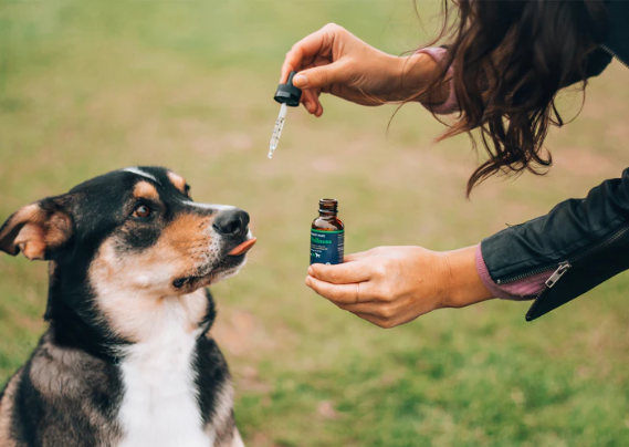cbd oil for dogs