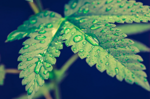 cannabis